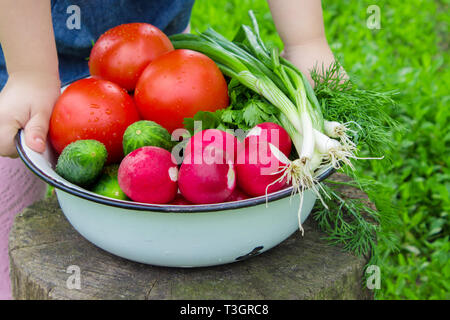 Verschiedene Gemüse aus eigenem Anbau auf weißem Holz- Hintergrund. Selektive konzentrieren. Natur. Stockfoto