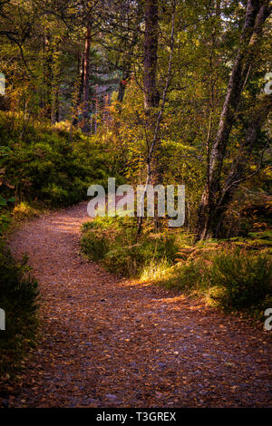 Ein Waldweg in herbstlichen Farben durch die alten Wälder von Glen Affric in den schottischen Highlands Stockfoto