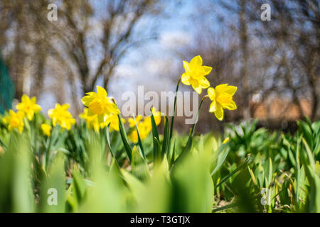 Gelbe Narzissen Blumen in der Spring Street. Narzissen. Stockfoto
