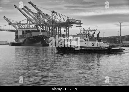 Nahaufnahme Schwarz-weiß-Foto des Tugboat-VETERANEN, der vor dem Containerschiff vorbeifährt, IMMER INTELLIGENT, im Hafen von Los Angeles ein- und auslädt Stockfoto