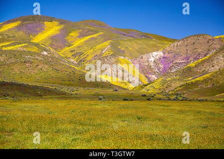 Wildblumen Abdeckung der sonst kargen Hügeln der Carrizo Plain National Monument während des Super Blüte April 5, 2019 in San Luis Obispo County, Kalifornien. Gold Fields, ordentlich Tipps und Phacilia haben nach dem Regen in der Region gemausert. Stockfoto