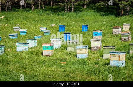 Viele Bienenstöcke stehen in der Mitte eines grünen Rasen in der Nähe des Waldes. Produktion von umweltfreundlichen Berghonig. imkerei wiese wald Stockfoto