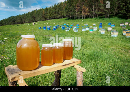 Viele Bienenstöcke stehen in der Mitte eines grünen Rasen in der Nähe des Waldes. Produktion von umweltfreundlichen Berg Honig. Honig ist in der Nähe von t verkauft. Stockfoto