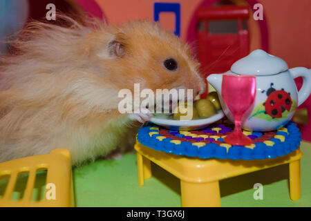 Süße flauschige Hellbraun hamster isst Erbsen am Tisch in seinem Haus. Close-up Pet isst mit den Händen. Stockfoto