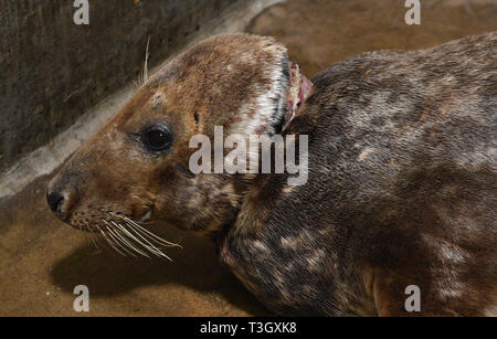 Ein grauer Dichtung am Mittwoch, das Sir David, genest in einer isolierten Zelle nach einem Kunststoff Frisbee von seinem Hals entfernt an der RSPCA East Winch Wildlife Center in Norfolk gefunden. Stockfoto