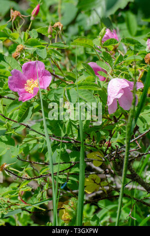 Rosa Wild Rose in Duck Mountain Provincial Park, Manitoba Stockfoto