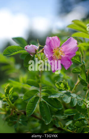 Rosa Wild Rose in Duck Mountain Provincial Park, Manitoba Stockfoto