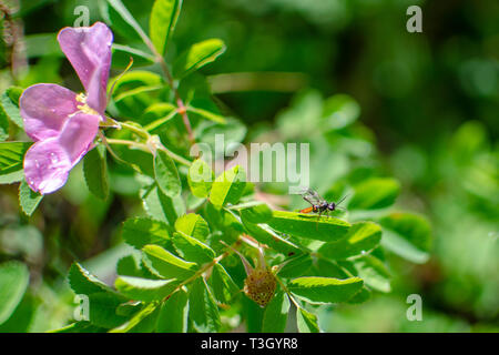 Rosa Wild Rose in Duck Mountain Provincial Park, Manitoba Stockfoto