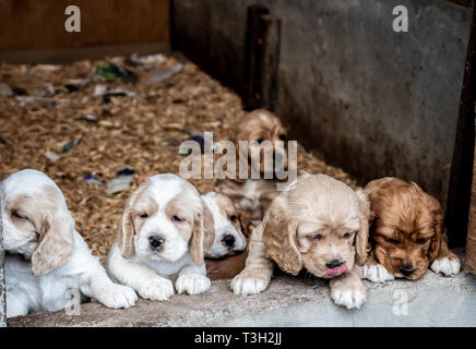 Absolut schöne Cocker Spaniel Welpen von ca. drei Wochen alt aus unserem Hause im Hochland von Panama, Republik Panama, Mittelamerika. Stockfoto