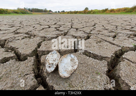 Swan mussel Öffnen (Anodonta cygnea) Tanks in trockenen Lehm rissig Schlamm in ausgetrockneten See bed/Riverbed durch die lang anhaltende Trockenheit im Sommer verursacht bei heißem Wetter Stockfoto