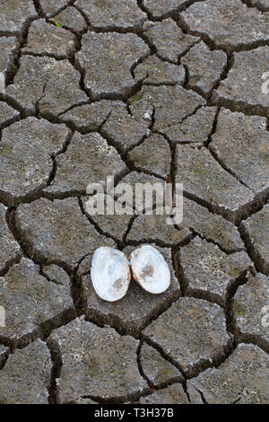 Swan mussel Öffnen (Anodonta cygnea) Tanks in trockenen Lehm rissig Schlamm in ausgetrockneten See bed/Riverbed durch die lang anhaltende Trockenheit im Sommer verursacht bei heißem Wetter Stockfoto