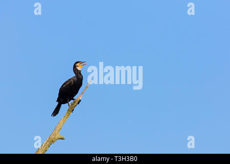 Kormoran/große schwarze Kormoran (Phalacrocorax carbo) Aufruf von toten Baum im Sommer Stockfoto