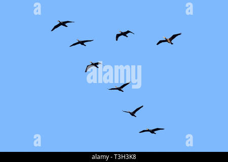 Große Kormorane/große schwarze Kormoran (Phalacrocorax carbo) Herde fliegen in V-Formation gegen den blauen Himmel Stockfoto