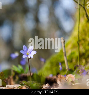 Low Angle View der Frühling Sonne auf einer Blüte blau Anemone in einem Wald Stockfoto