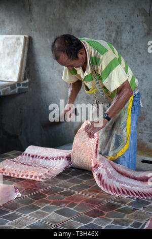 Paiche, einem gigantischen Amazonas Fluss Fisch, in einer Gärtnerei in der Nähe des Regenwaldes Stadt Iquitos, Peru. Stockfoto