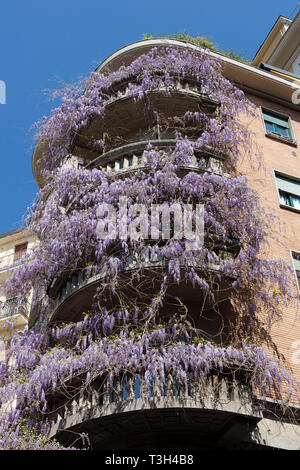 Wisteria purple Kletterpflanze auf Hauswand, Mailand - Italien Stockfoto