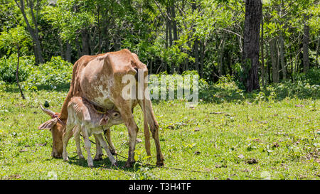 Junge Kalb säugt das Euter der Mutterkuhprämie mit Amsel auf dem Horn. Stockfoto