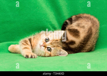 Lustig junge britische Katze Golden Marmor Farbe liegt auf einem grünen Hintergrund und blickt in die Kamera Stockfoto