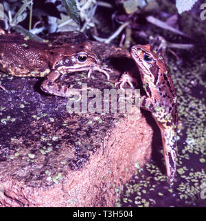 Gemeinsame oder Grasfrosch (Rana temporaria) Stockfoto