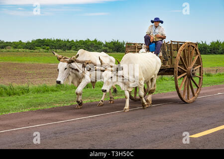 An der Straße von Encarnacion nach Villarrica, Paraguay - November 17, 2018: Ein lokaler paraguayischen Transporte Zuckerrohr mit seinem ochsenkarren. Stockfoto