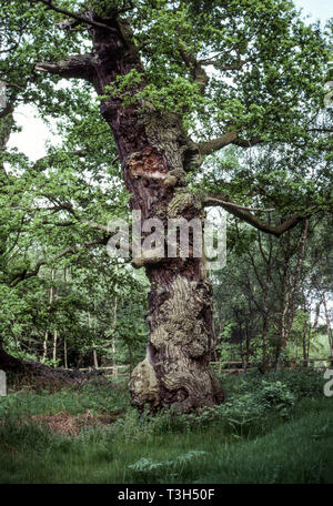 Sehr alte englische Eiche (Quercus robur) im Sherwood Forest. Nottinghamshire. Dieser Baum ist nicht weit von der berühmten großen Eiche in der Nähe von Edwinstowe.. Stockfoto