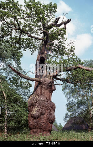 Sehr alte englische Eiche (Quercus robur) im Sherwood Forest. Nottinghamshire. Dieser Baum ist nicht weit von der berühmten großen Eiche in der Nähe von Edwinstowe.. Stockfoto