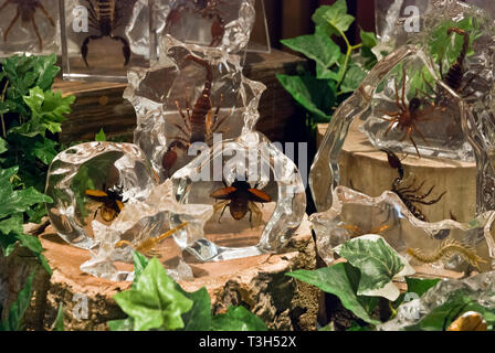 Souvenirs mit Insekten bedeckt im Glas in Niagarafälle Schmetterling Konservatorium laden. Stockfoto