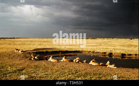 Pride Of Lions Warten auf die Dämmerung an einem Wasserloch in der Masai Mara National Park Kenia. Ostafrika. Stockfoto