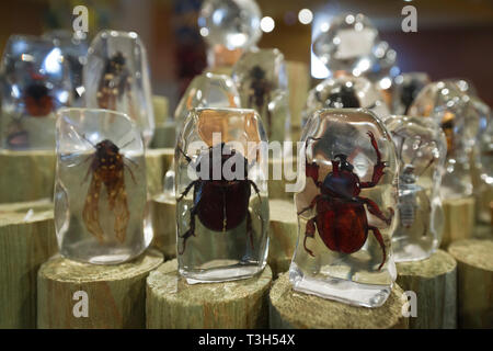 Souvenirs mit Insekten bedeckt im Glas in Niagarafälle Schmetterling Konservatorium laden. Stockfoto