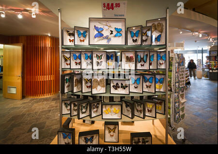 Schmetterling Souvenirs in Niagara Falls, Butterfly Conservatory store Stockfoto