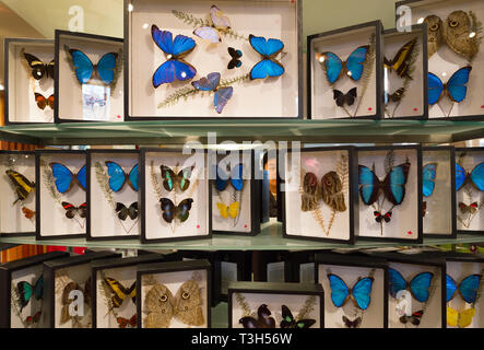 Schmetterling Souvenirs in Niagara Falls, Butterfly Conservatory store Stockfoto