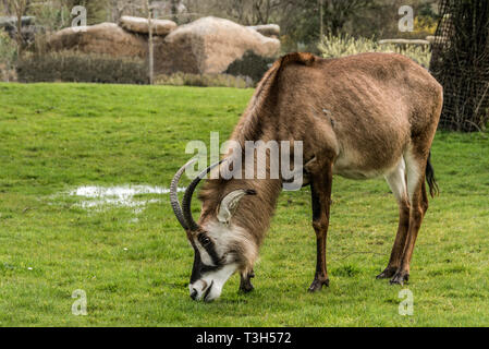 Die Pferdeantilope (Hippotragus Equinus) stammt im äquatorialen Afrika. Dieses in Chester Zoo fotografiert. Stockfoto