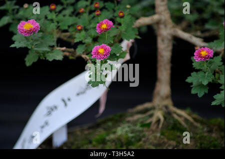 Chrysantemum zeigen im Hibiya Park in Tokio Stockfoto