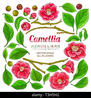 Camellia Elemente auf weißem Hintergrund Stock Vektor