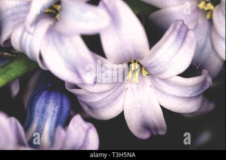 Nahaufnahme einer purpurroten Hyazinthe Blüte Stockfoto