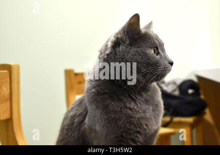 Grau kurzhaar Katze sitzt auf einem hölzernen Stuhl am Tisch im Speisesaal während der Wartezeit für Essen zu essen Stockfoto