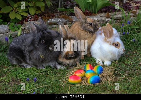 Ostern. Lustigen Häschen mit bunten Ostereier. Stockfoto