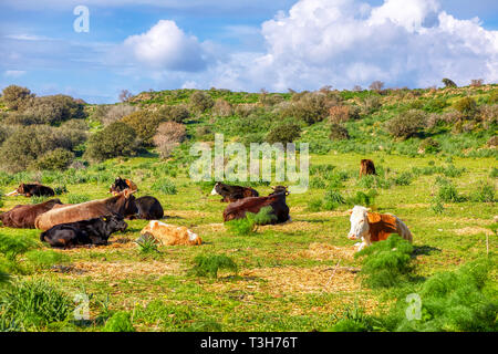 Kuhherde liegen und ruht auf einer grünen Wiese Feld in Bodrum Gumusluk Türkei Stockfoto