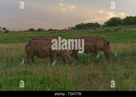 Drei rhino Beweidung in der späten Nachmittagssonne durch Reiher begleitet Stockfoto