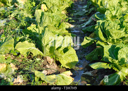 Senf Grün oder Senf grüne Pflanze auf dem Bauernhof Stockfoto