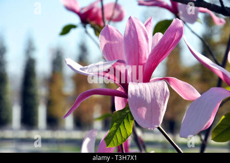 Magnolie Blüte im Frühjahr Park. Magnolia Susan, rosa Blüten Stockfoto