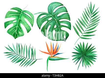 Aquarell von tropischen Blättern isolierte Elemente auf weißem Hintergrund. Hand gezeichnet Abbildung. Monstera Blatt, Strelitzien, Palm Leaf. Stockfoto