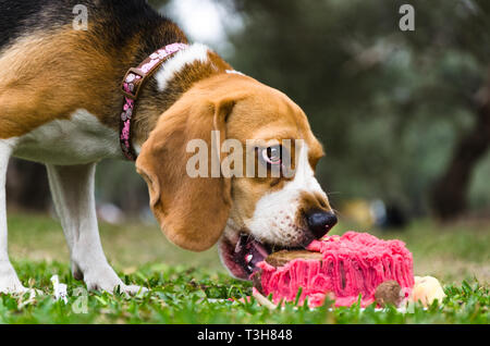 Hund feiert Geburtstag mit themed Kuchen im Park. Stockfoto