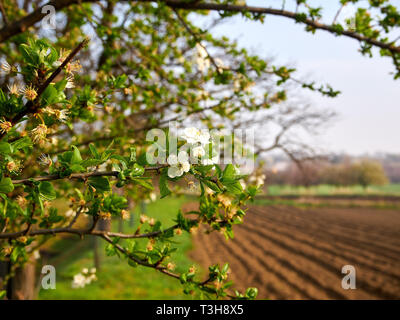 Blick auf Frühling Landschaft mit blühenden Zweigen, gepflügte Erde und Gras. Felder und Wiesen unter blauem Himmel. Stockfoto