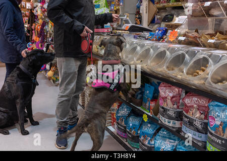 Exmouth, Devon, UK, April 6, 2019: Ein junger pitbull Art des Hundes in einem pet food Store heraus schnüffeln Ein behandeln, während die Besitzer zahlt und ein schwarzer Labrador sitzt patienly im Hintergrund Stockfoto