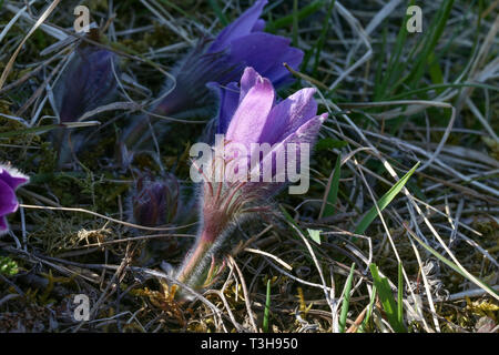 Schönen lila flauschige Blume orientalische Pulsatilla patens Küchenschelle. Stockfoto