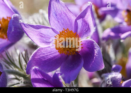 Schönen lila flauschige Blume orientalische Pulsatilla patens Küchenschelle. Stockfoto