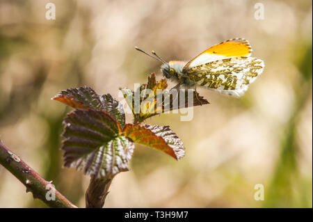 Männliche orange tip Butterfly ruht auf dornbusch Blätter mit underwing Muster und die obere Tragfläche orange tip