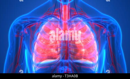 Menschliche Atmungssystem Lungen mit Kreislauf Anatomie Stockfoto