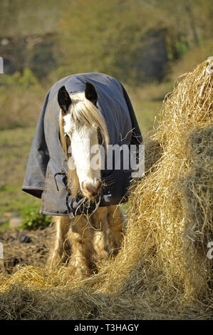 Pferd im Feld tragen Fell essen Heu auf sonniger Frühlingstag Stockfoto